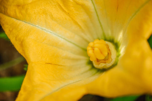 Orange flower in close up