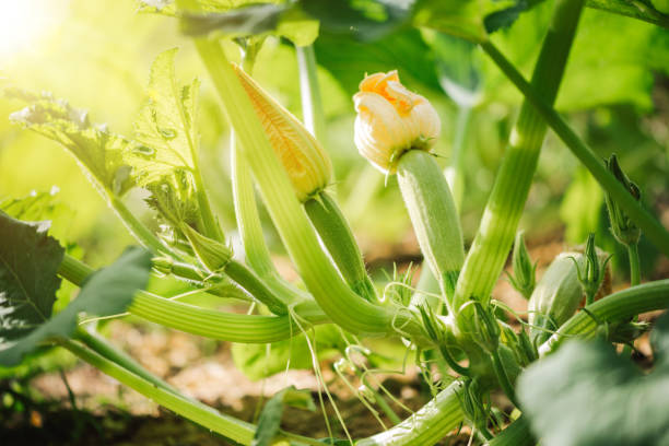 istock Vegetables in the garden. Blooming zucchini / marrow. 1952115706