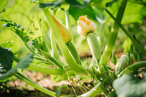 Vegetables in the garden. Blooming zucchini / marrow. Vegetable garden close up photo.