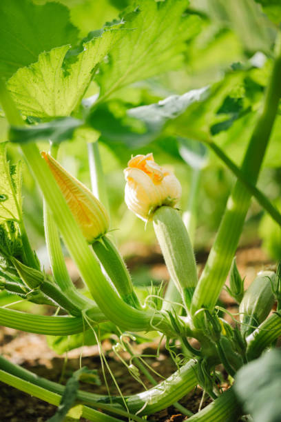 istock Vegetables in the garden. Blooming zucchini / marrow. 1952115710