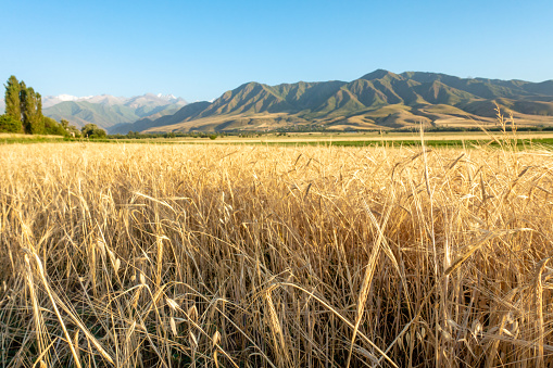 Ears of wheat on the background of the year. Wheat fields, freezing. Kyrgyzstan.