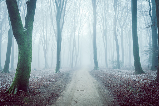 Footpath in a beech tree forest during a foggy winter morning with some snow on the forest floor of the Speulderbos in the Veluwe nature reserve. The forest ground is covered with brown fallen leaves and the path is disappearing in the distance. The fog is giving the forest a desolate and moody atmosphere.