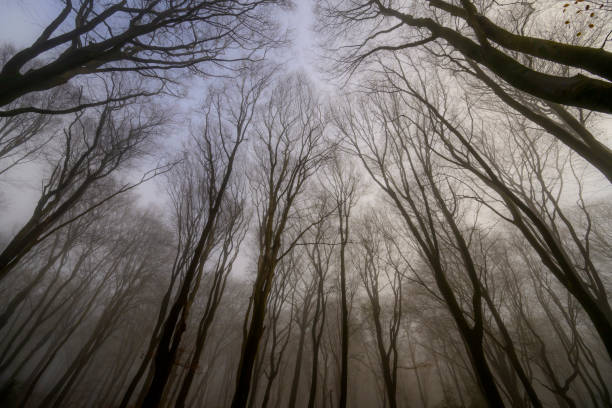 Beech tree forest during a foggy winter morning with some snow on the forest floor of the Speulderbos in the Veluwe nature reserve. The forest ground is covered with brown fallen leaves and the path is disappearing in the distance. The fog is giving the forest a desolate and moody atmosphere.