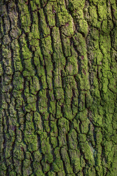 musgo verde no tronco da árvore - alderley edge - fotografias e filmes do acervo