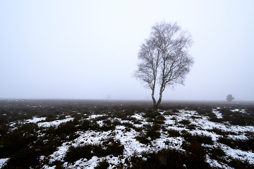 bare birch branches on a background of blue sky with clouds