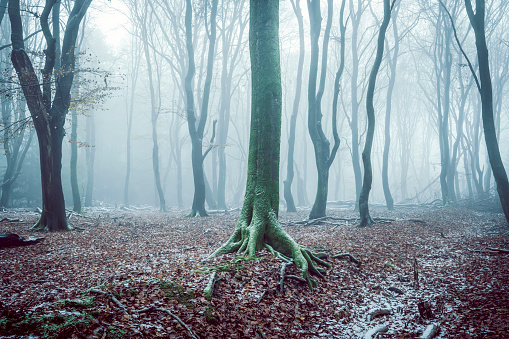 Beech tree forest during a foggy winter morning with some snow on the forest floor of the Speulderbos in the Veluwe nature reserve. The forest ground is covered with brown fallen leaves and the path is disappearing in the distance. The fog is giving the forest a desolate and moody atmosphere.