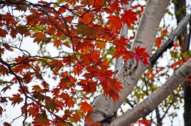 istock Leaves changing color in Daisetsuzan National Park 1952125520
