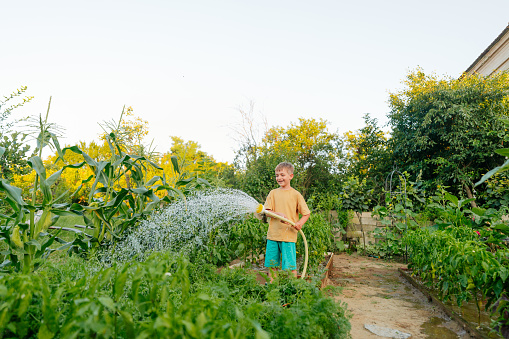 Photo of a little boy watering his organic garden