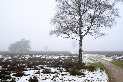 Birch tree on a foggy moor during a cold and misty winter morning at the Veluwe Nature reserve, Gelderland, The Netherlands. There is some snow on the gound and fog in the distance during this cold winter morning.