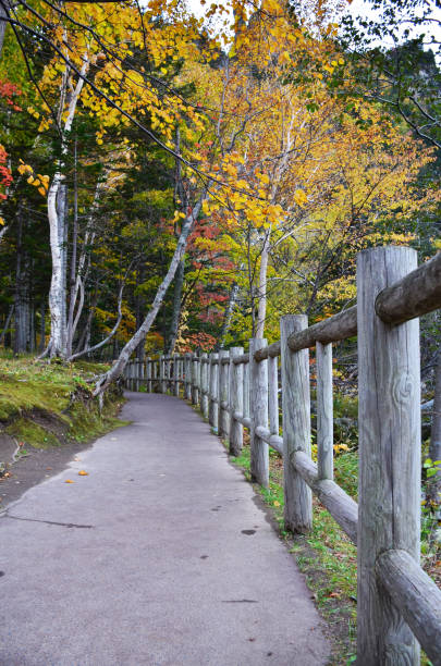 istock Leaves changing color in Daisetsuzan National Park 1952126110
