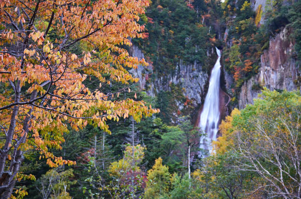 istock Leaves changing color in Daisetsuzan National Park 1952126128