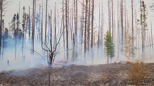 Drone Following Wildfire Smoke Progressing Through Forest in Alberta
