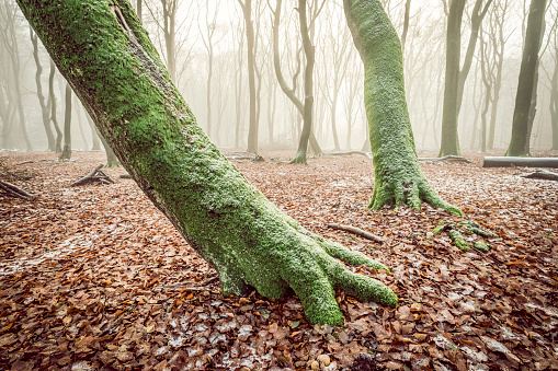 Beech tree forest during a foggy winter morning with some snow on the forest floor of the Speulderbos in the Veluwe nature reserve. The forest ground is covered with brown fallen leaves and the path is disappearing in the distance. The fog is giving the forest a desolate and moody atmosphere.