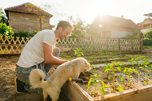 Photo of a smiling man planting organic vegetables in his garden accompanied by his dog