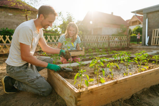 istock Couple planting their organic vegetables 1952130006