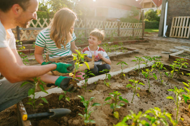 istock Planting our organic vegetables 1952130018