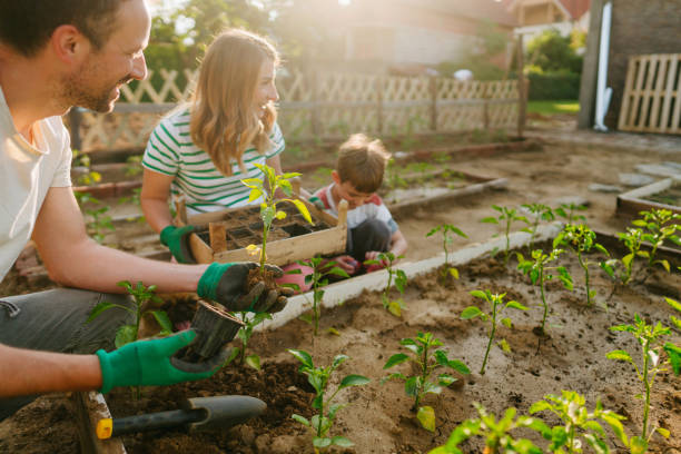 istock Planting our organic vegetables 1952130545