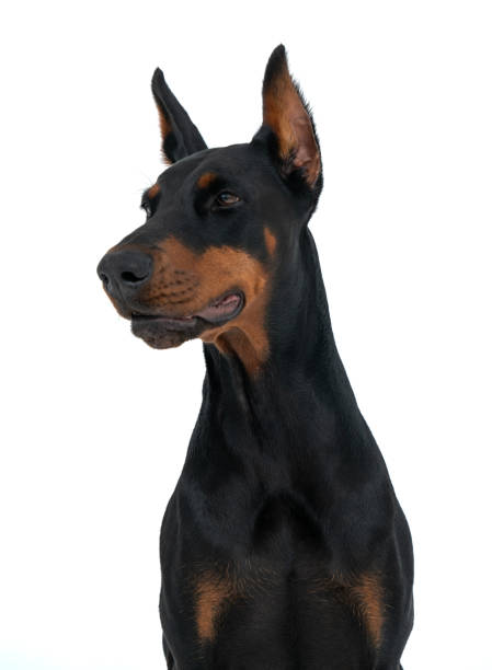 istock Beautiful Dobermann dog looking to the side, isolated over white background 1952130547