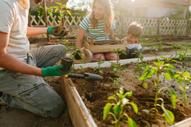 istock Planting our organic vegetables 1952130553