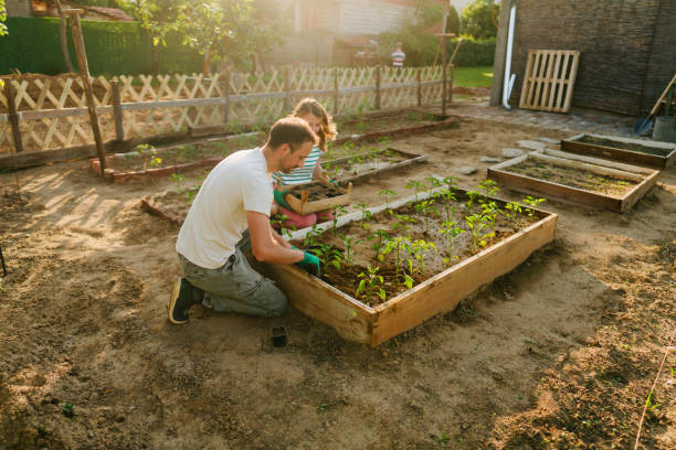 istock Couple planting their organic vegetables 1952132155