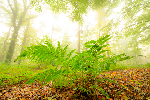 Fern plant in an atmospheric forest with green leaves on the trees in autumn with a mist in the air. The mist gives the forest a magical atmosphere with the leaves just about to change color during this early fall day in het Kloosterbos in Gelderland.