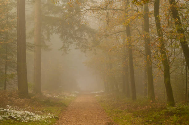 istock Path through a snowy pine and oak tree forest during a cold winter morning 1952134272