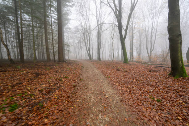 Footpath in a beech tree forest during a foggy winter morning with some snow on the forest floor of the Speulderbos in the Veluwe nature reserve. The forest ground is covered with brown fallen leaves and the path is disappearing in the distance. The fog is giving the forest a desolate and moody atmosphere.