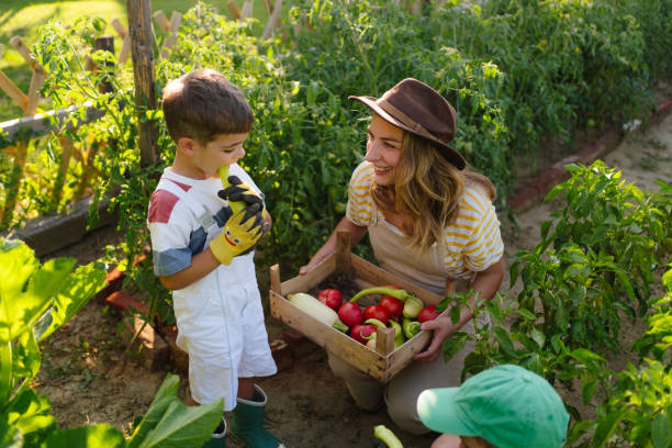 istock Picking ripe vegetables from our garden 1952136395