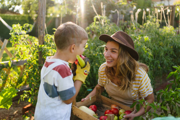 istock Picking ripe vegetables from our garden 1952136411