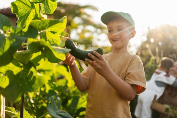 istock Picking ripe vegetables from my garden 1952136419