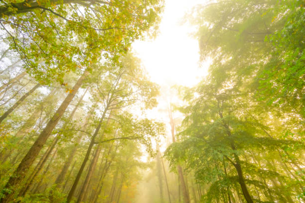 Upwards view in an atmospheric forest with green leaves on the trees in autumn with a mist in the air. The mist gives the forest a magical atmosphere with the leaves just about to change color during this early fall day in het Kloosterbos in Gelderland.