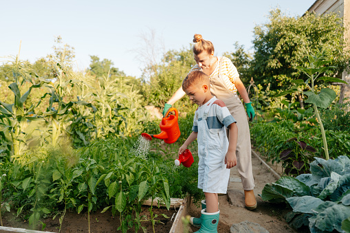 Photo of mother and her son watering their organic garden