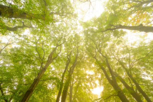 istock Atmospheric forest in autumn with a mist in the air 1952137530