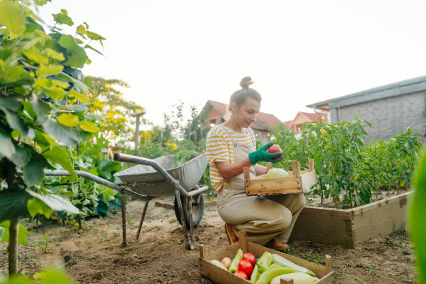istock In my organic garden 1952137531