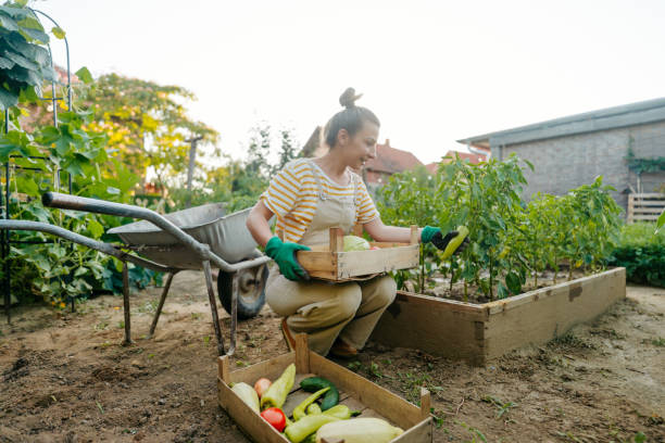 istock In my organic garden 1952138063