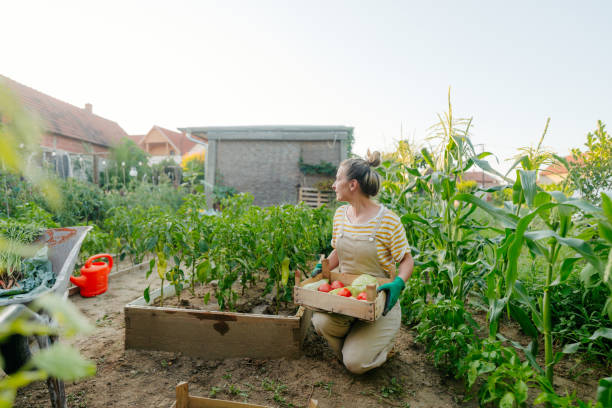 istock In my organic garden 1952138081