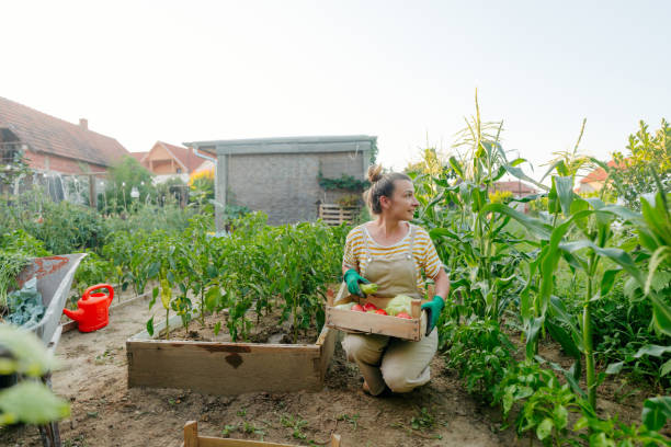 istock In my organic garden 1952138083
