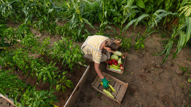istock In my organic garden 1952138624