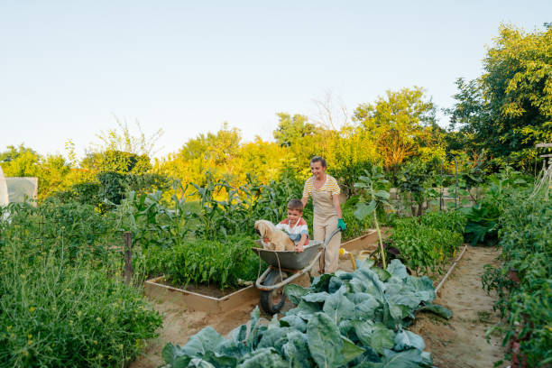 Close-up of kids wheelbarrow with harvest, carrots and beetroots in a garden.