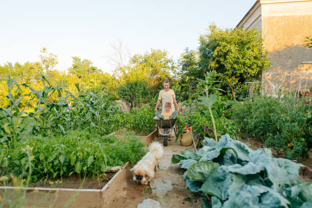 istock Having fun in our organic garden while picking fresh vegetables 1952139699