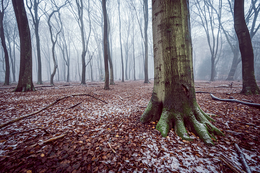 Beech tree forest during a foggy winter morning with some snow on the forest floor of the Speulderbos in the Veluwe nature reserve. The forest ground is covered with brown fallen leaves and the path is disappearing in the distance. The fog is giving the forest a desolate and moody atmosphere.