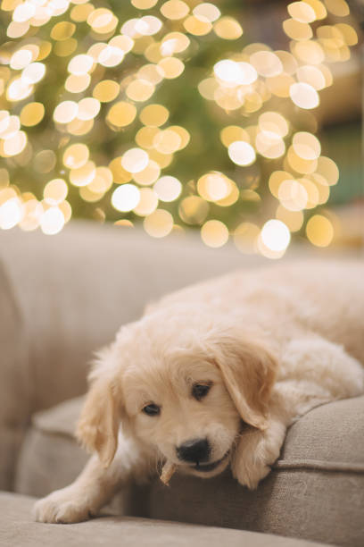 istock golden retriever puppy eats a bone for new year and Christmas 1952142354