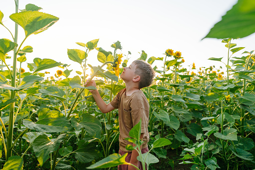 Photo of a little boy in a field of sunflowers