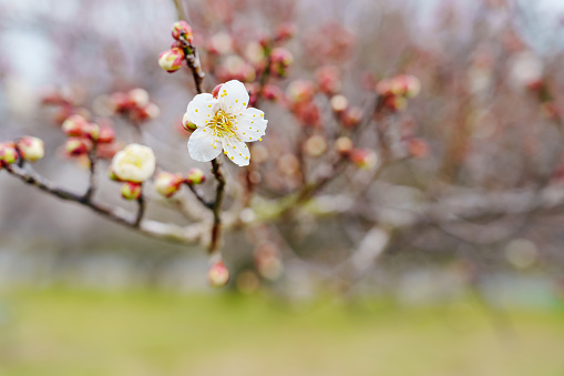 Plum blossoms blooming in a Japanese garden