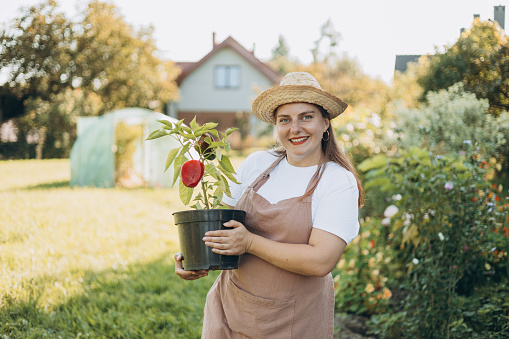 A female farmer in hat with pot of pepper standing in garden. Concept natural products, bio ecology, grow vegetables, fresh product. Small, local farm