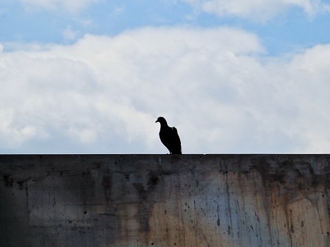 Shot of A Bird perched on wall with cloudy blue sky