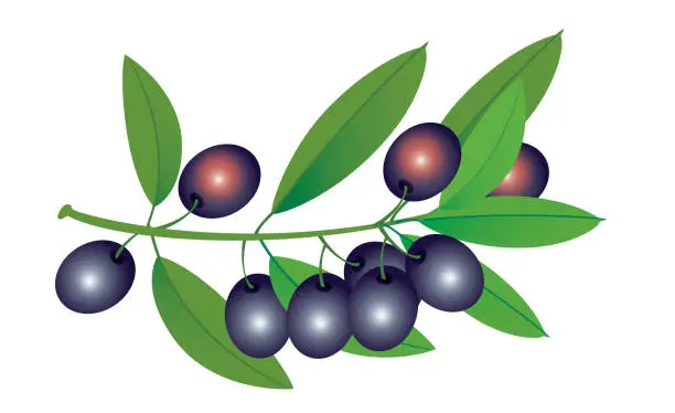 Vector illustration of Olive Branch