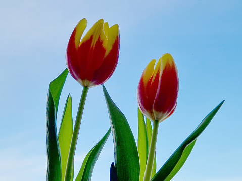 Tulips against blue background