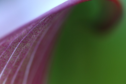 Pink and green cala lily abstract