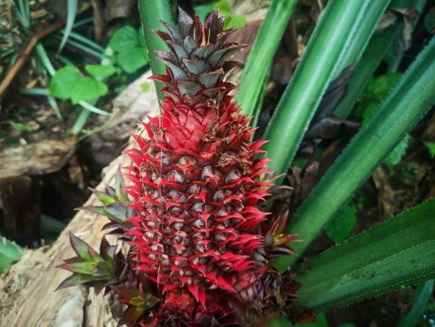 istock pineapple that is still young and still on the tree 1952164142